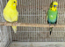 Budgie pairs