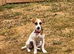 Jack Russell