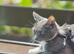 Cat 2 year female grey and white