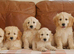 Beautiful Health Tested F1 Goldendoodle Puppies