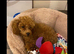 Toy Poodles