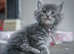 Stunning pure breed Mainecoon kittens ready 10th June