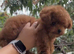 Micro asian toy poodle Girl