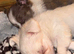 2 girls, one boys tiny chihuahuas