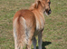 Registered shetland colt foal