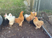 Point of lay pekin bantam chickens