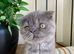 Scottish fold female
