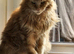 Red female Maine coon