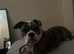 grey Merle bulldog girl