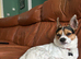 Beautiful dog for stud