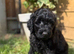 Australian labradoodles - Ready Now