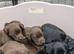 Beautiful puppies