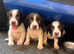 Stunning cocker spaniel puppies