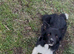 Border Collie 1 and a half