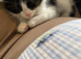 Female kitten