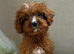 F1b Cavapoo puppies…