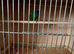2 x Parrot finch cockbirds.