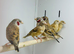 Cut throat finch