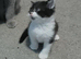 British shorthair cross kittens ready to leave