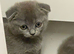 Scottish fold kittens