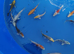 Beautiful koi from &pound;5