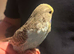 Budgies