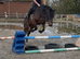Tia TB 15.2 10yrs mother daughter share happy hacker fun jumping mare