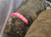 Puppies for sale