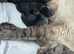 British shorthair x tabby