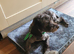 cockapoo