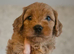Toy Goldendoodles ~ READY TO LEAVE