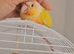 Sun cheek 6 months old, Gorgeous bird