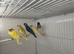 Young female Gouldians for sale