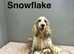 Snowflake lovely litter of 2 puppies ready for a forever family