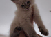 Stunning Siberian Neva Masquerade male kitten