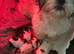 4 Shih Tzu puppies