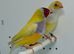Beautiful pair of yellow Gouldian finches