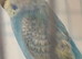 Baby pastel rainbow budgie ring number 28 2026 rung