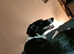 Female collie