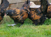 Gold Spangled Thuringian Bantam Pullets