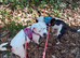 12 beautiful staffy mixed frenchie pups