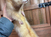 Male ferret for rehoming