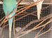 This years baby budgies