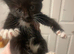 3 Black and white kittens