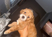 Cockapoo puppy&rsquo;s