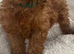 Toy poodle puppy's for sale