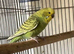Young Budgies for sale