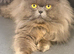 Proven Persian male cat for sale