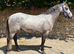 Stunning 14.3 4 yr old dapple grey Connemara gelding