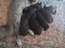 Beautiful Scottish fold kittens
